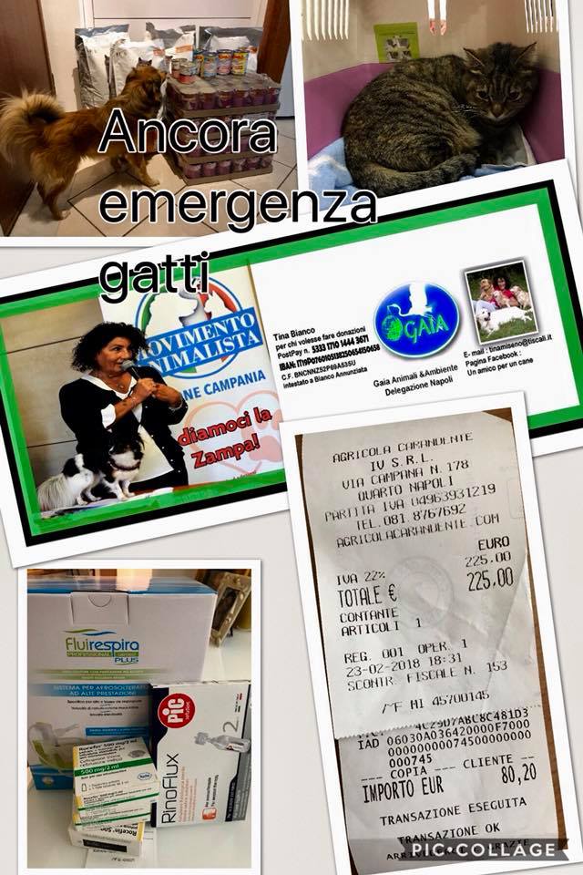gaia napoli 28277268_10212431246711288_1491136096783236900_n - copia
